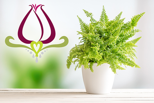 Get Serene This Season with Indoor Plants!