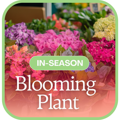 In-Season Blooming Plant
