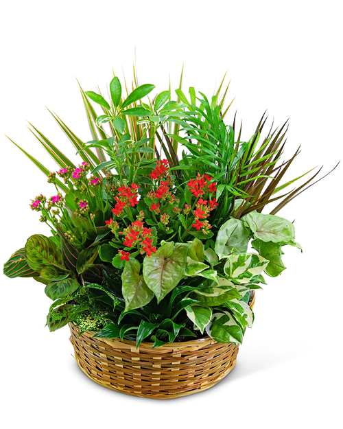 Large Blooming Dish Garden