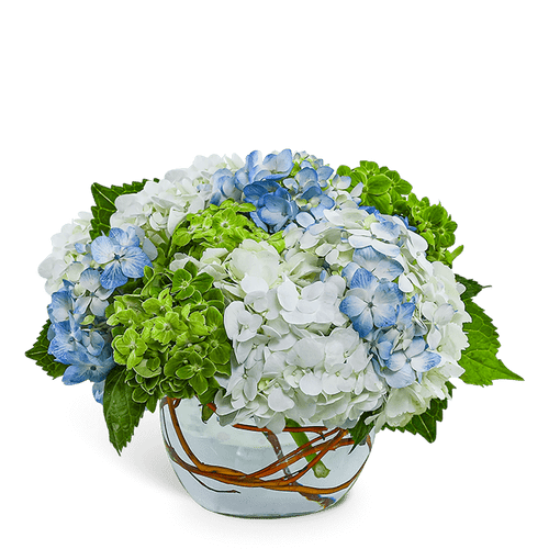 Dreamy Hydrangea