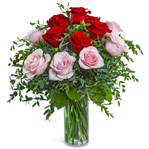 One Dozen Perfect Pink and Red Roses