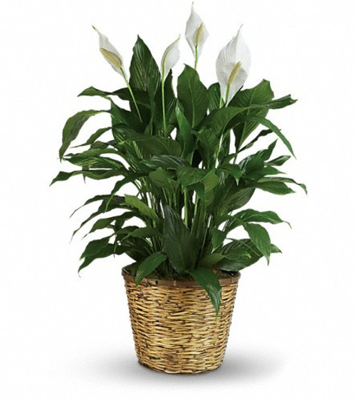 Simply Elegant Spathiphyllum - Large