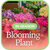 In-Season Blooming Plant