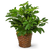 Miniature Schefflera Plant