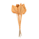 35-55cm Dried Coral Misty Palm Spears Bunch - 10 Stems