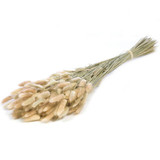 50-60cm Dried Natural Lagurus Ovatus Bundle - 100g (1)