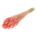 60cm Dried Pink Tarwe (Wheat) Bunch - 200g (1)