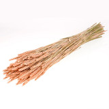 60cm Dried Coral Misty Tarwe (Wheat) Bunch - 200g (1)