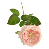 60cm Light Pink Provence Rose (1)