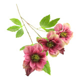 64cm Burgundy Ashwood Hellebore Spray (1)