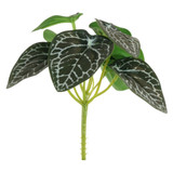 17cm Nerve Plant Small Bunch (1)