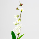 A 78cm White Clematis Spray