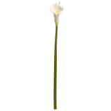 White Calla Lily  for weddings
