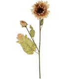 A Dried Touch Cappuccino Ruffled Poppy Stem, measuring approx. 75cm!
