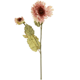 A Dried Touch Dusty Pink Ruffled Poppy Stem, measuring approx. 75cm!