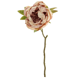 A Dried Touch Nude Closed Peony Pick, measuring approx. 48cm!