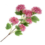 Fill out floral arrangements with this Hot Pink Snowball Viburnum Bush!