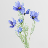 A Blue Cosmos Daisy Spray, measuring approx. 60cm!