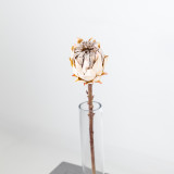 A Dusty Taupe Protea Cynaroides Pick, measuring approx. 51cm!