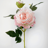 A Giant Pale Pink Peony & Bud, measuring approx. 66cm