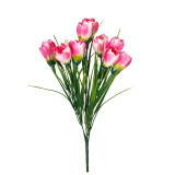 A Pink Crocus Bunch.