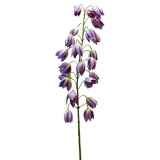 A 102cm Purple Botanica Shirui Lily Stem.