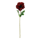 A 48cm red anemone stem.