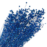 A bunch of 60cm Dried Deep Blue Linum (Flax).