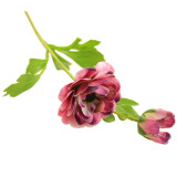 A 60cm Purple Butterfly Ranunculus Stem.