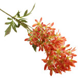 A 73cm Orange African Lily Stem.