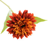 A 48cm Orange Dwarf Sunflower Stem.