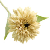 A 48cm Cream Dwarf Sunflower Stem.