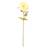 A 66cm Cream Austin Rose Stem.