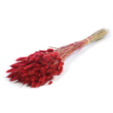 A 100g bunch of Dried Red Lagurus Ovatus, measuring approx. 70cm.