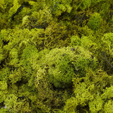 Dark Green Finland Moss (50g)