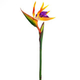 80cm Bird Of Paradise (1)