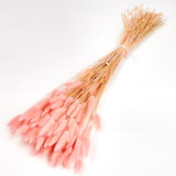 60cm Dried Pink Lagurus Bunch - 80g (1)