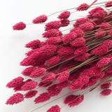 60cm Dried Fuchsia Pink Phalaris Bunch - 200g (1)