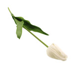 50cm White Tulip Stem (1)