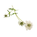 64cm White Scabiosa Spray (1)