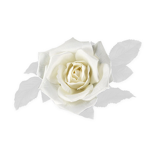 26cm White Rose Head (1)