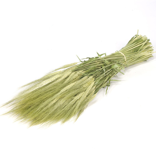 60cm Dried Natural Green Barley Bunch - 150g (1)