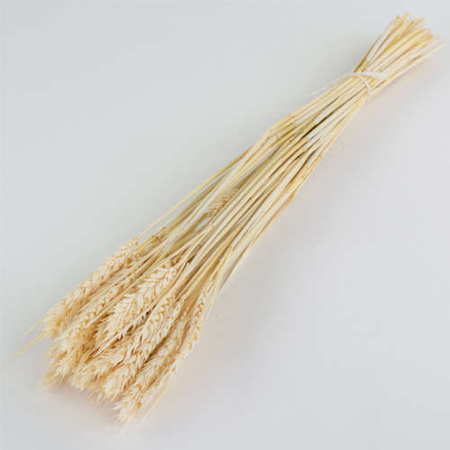 60cm Dried Bleached White Tarwe (Wheat) Bunch - 150g (1)