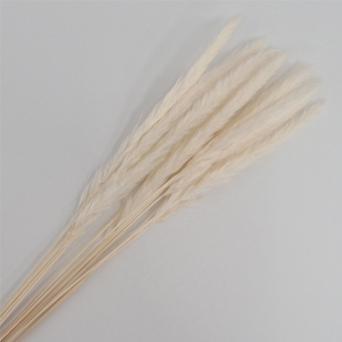 70cm Ivory Slim Pampas Grass Bunch - 15 Stems (1)