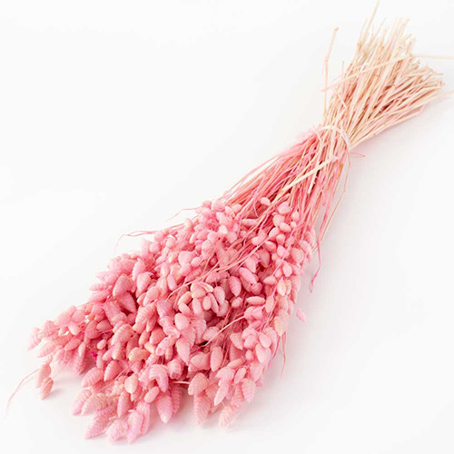 45-55cm Dried Light Pink Briza Maxima Bunch - 50g (1)