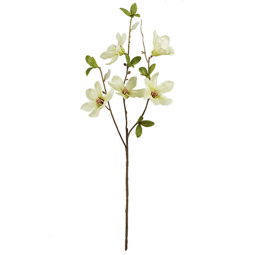 64cm Cream Dry Colour Magnolia Spray (1)