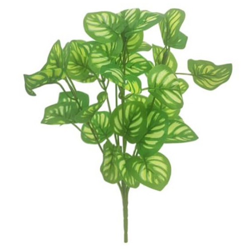 32cm Green Calathea Bush (1)