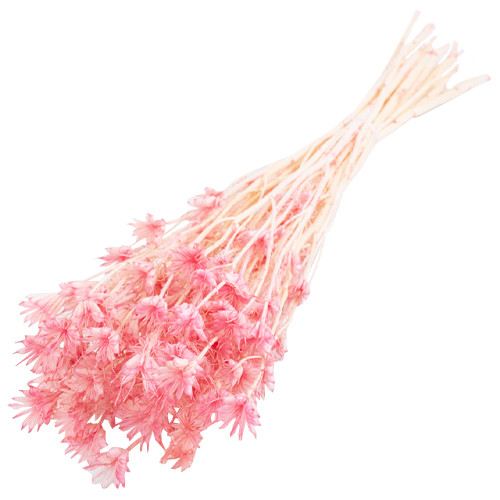 60cm Dried Pink Nigella Orientalis Flower Bunch - 100g (1)