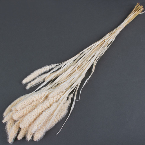 60cm Dried White Setaria Pendula Grass Bunch - 100g (1)