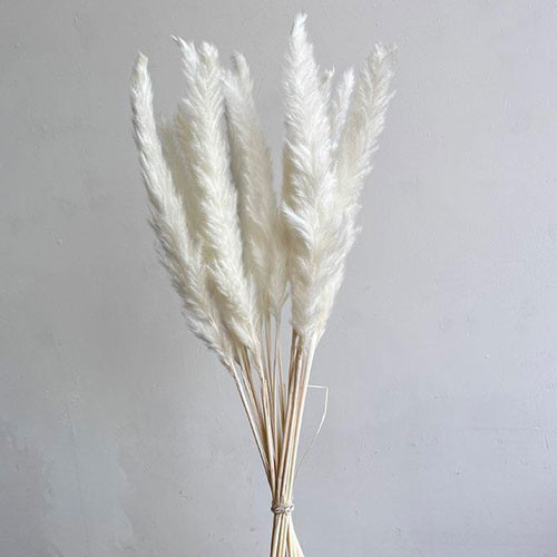 65cm Dried White Mini Pampas Grass Bundle - 15 stems (1)